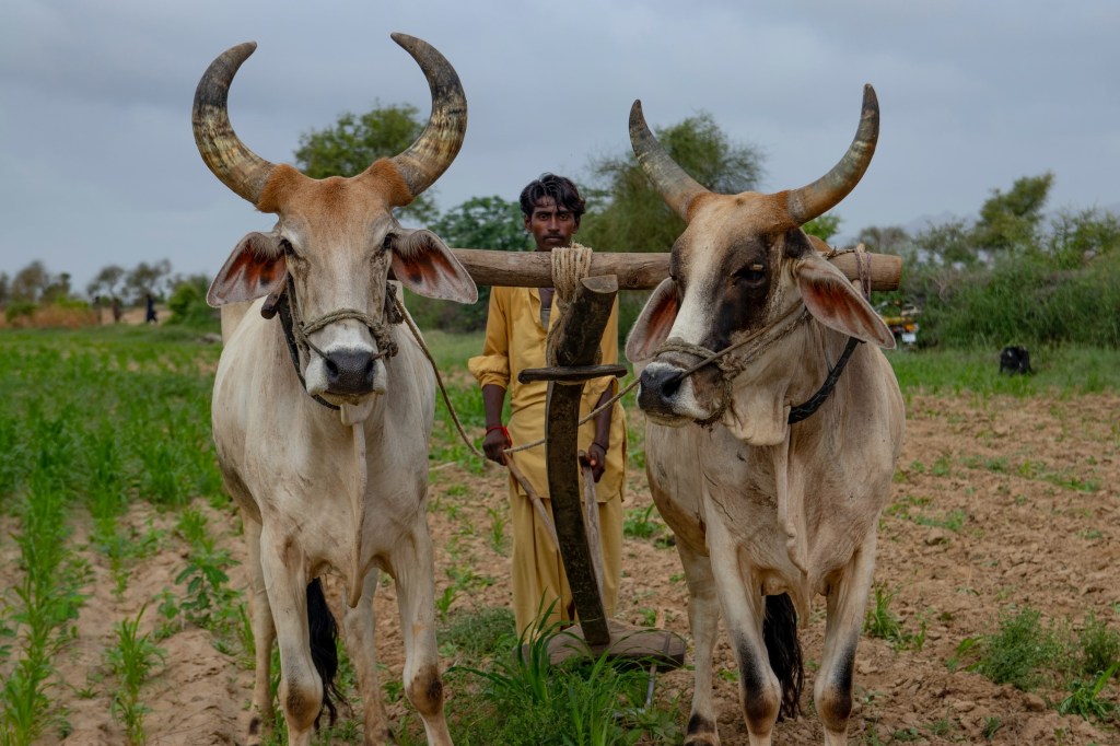 Свободное подчинение
