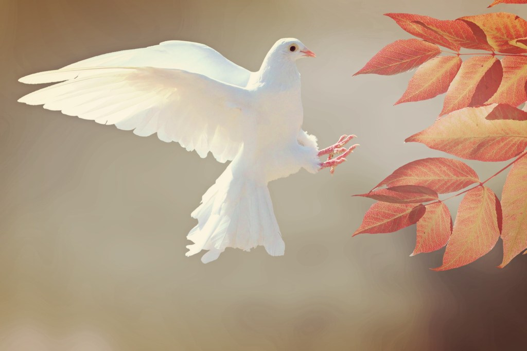 Мы – голуби