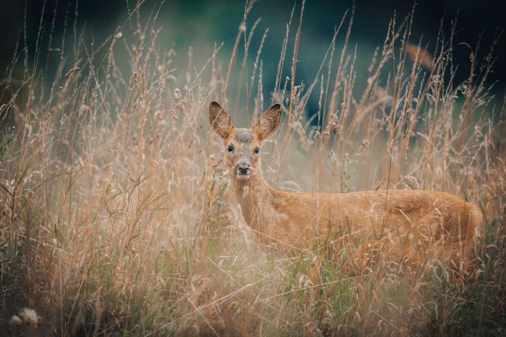 Поэзия – Часть 35