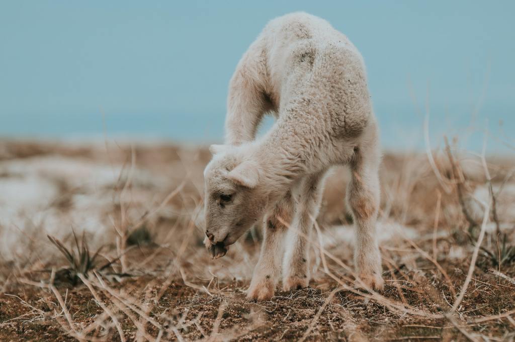«И начал говорить им&nbsp;притчами»