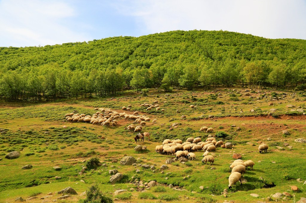 Добрый пастырь