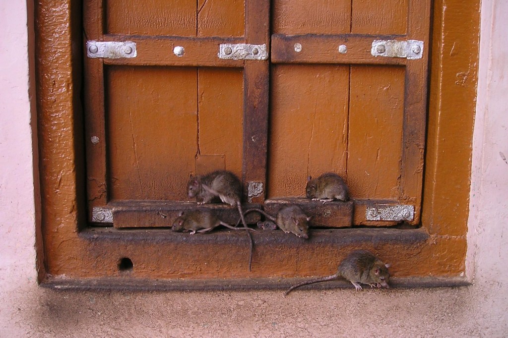 Как крысы медведя из берлоги&nbsp;выжили