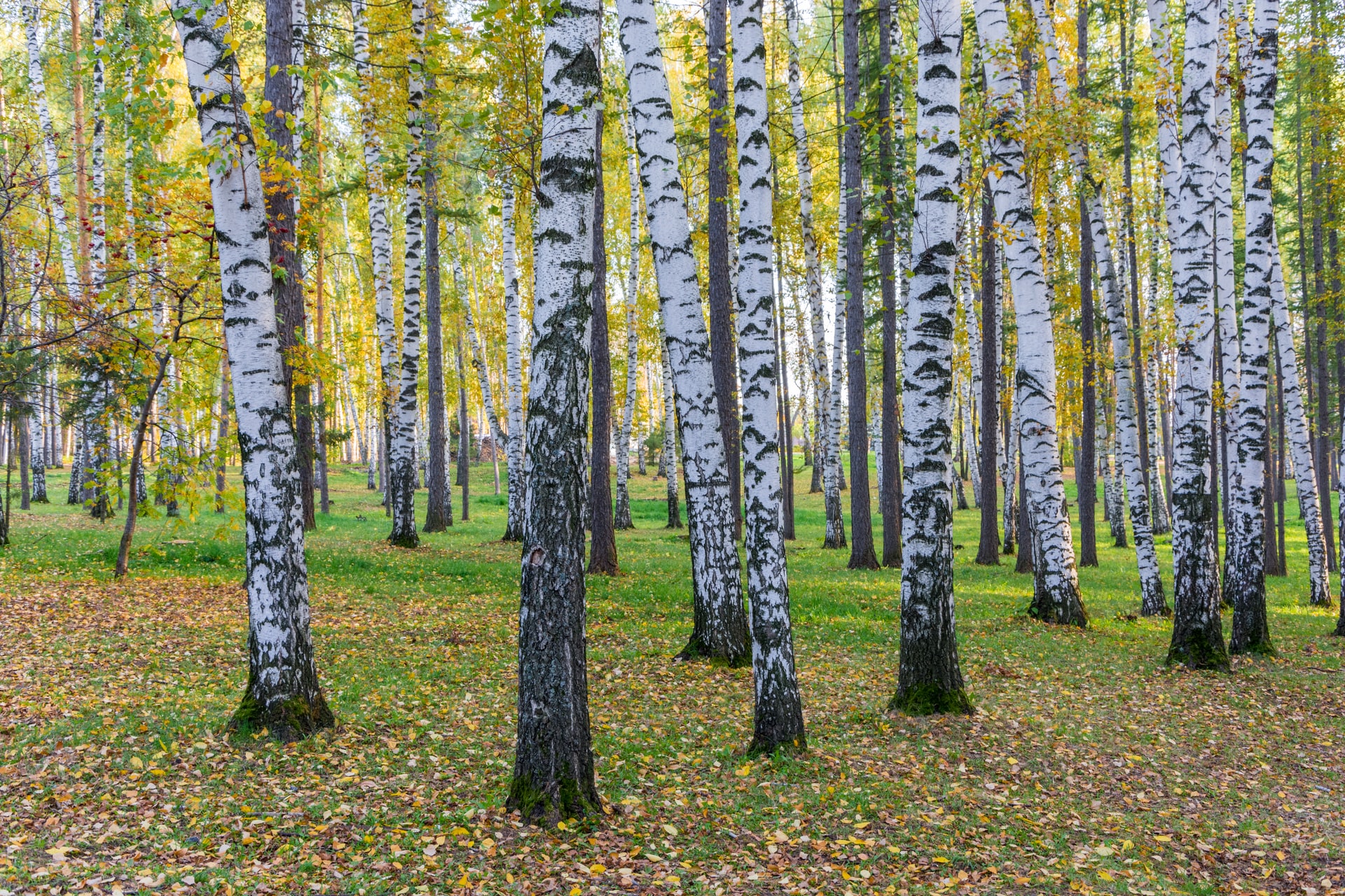 Березовые леса исландия. Береза якутия. Березово-осиновый лес. Березовый лес. Осина в лесу.
