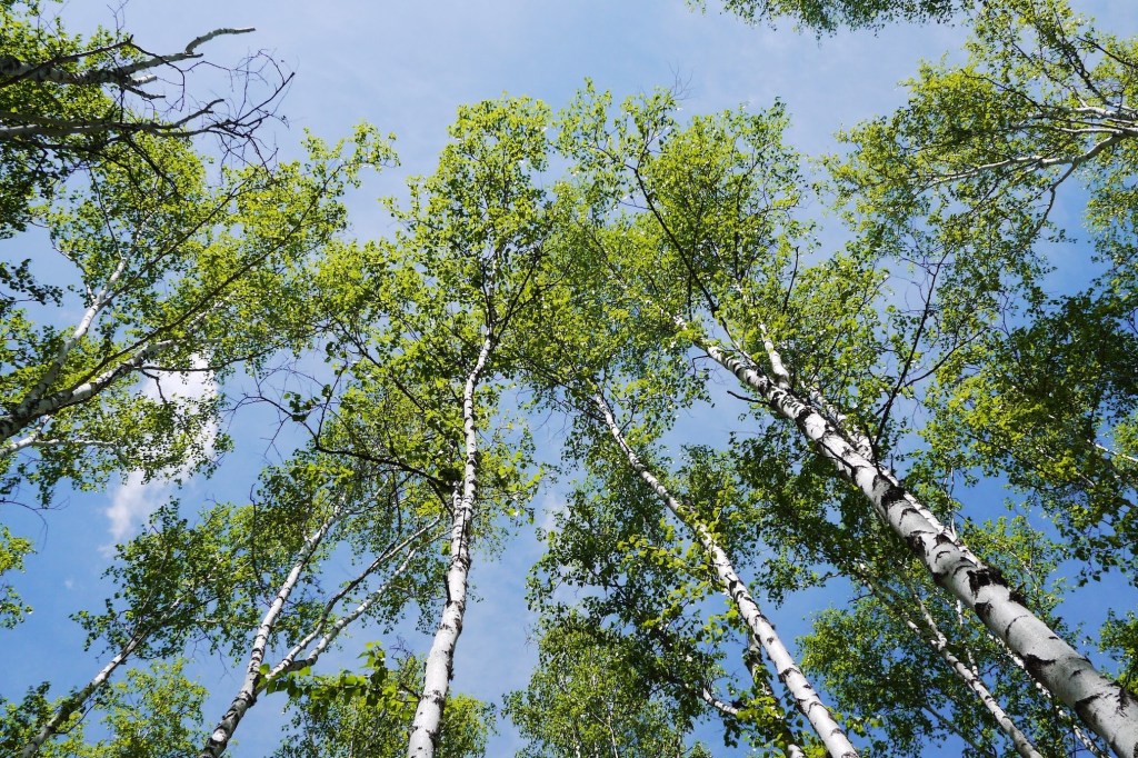 О чём шепчут&nbsp;берёзы