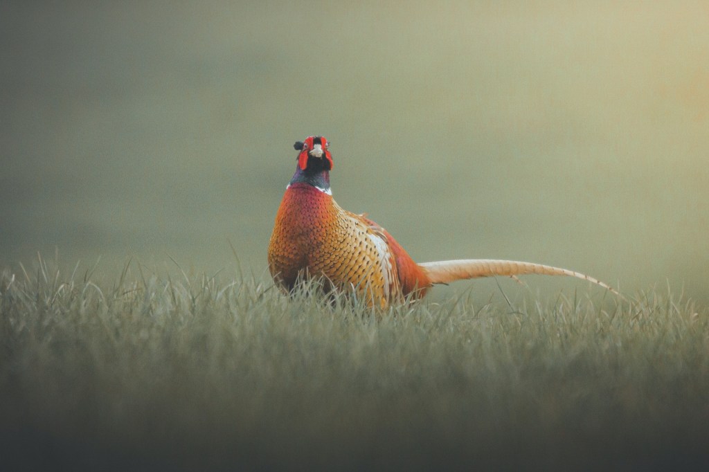 Кто всех сильнее?