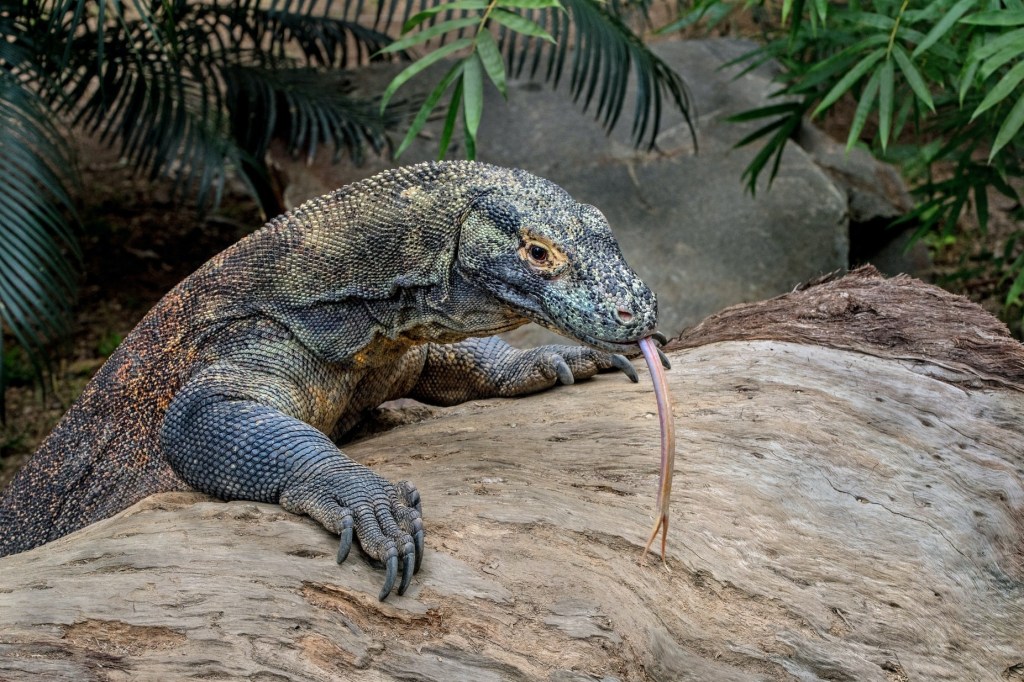 Божьи чудеса в природе –&nbsp;Язык