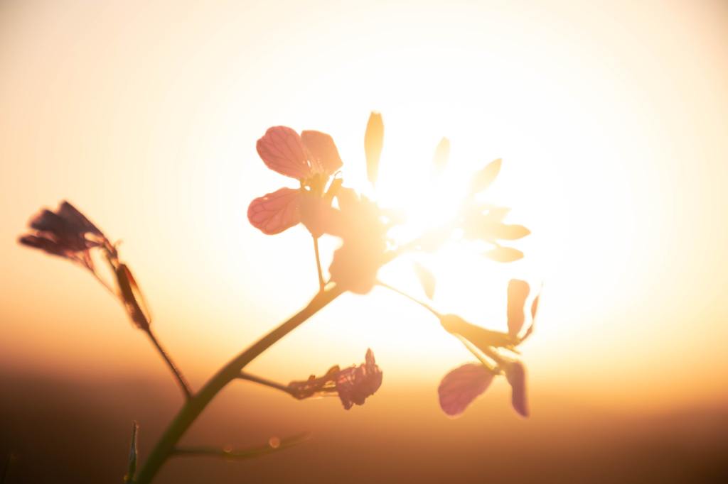 Немеркнущий свет