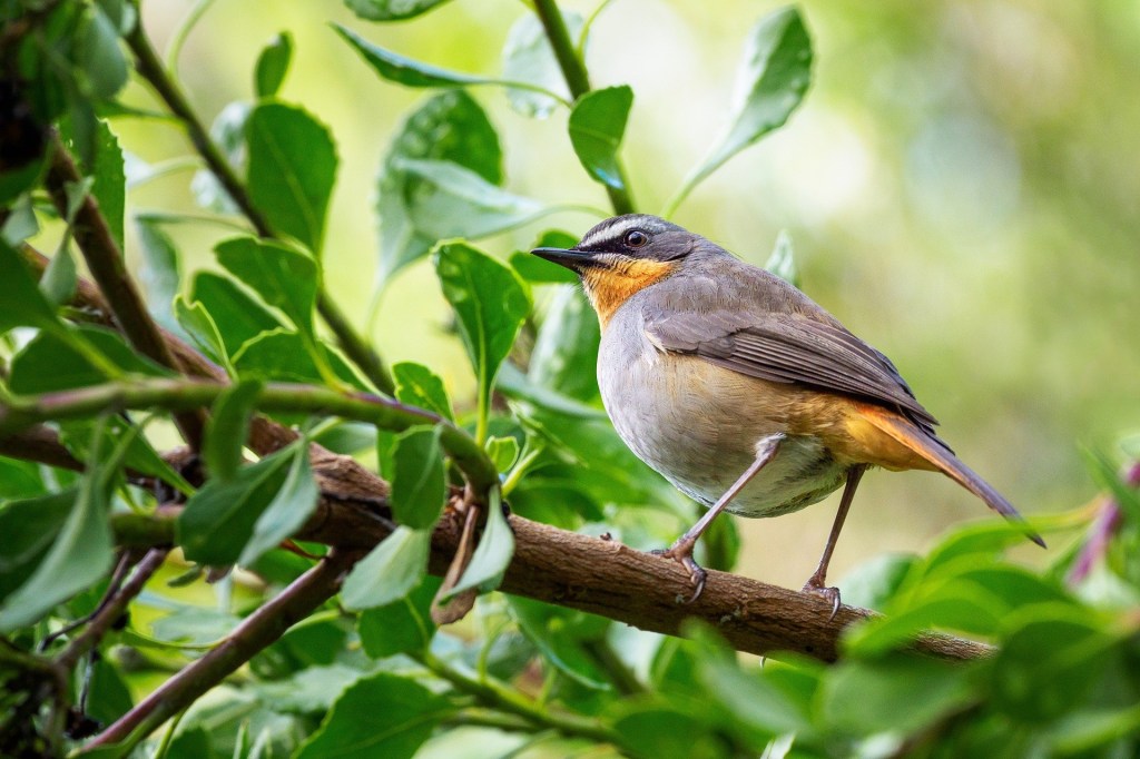 Поэзия – Часть 61