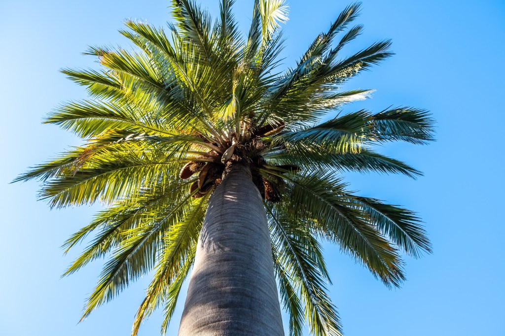 Благоденствие праведника