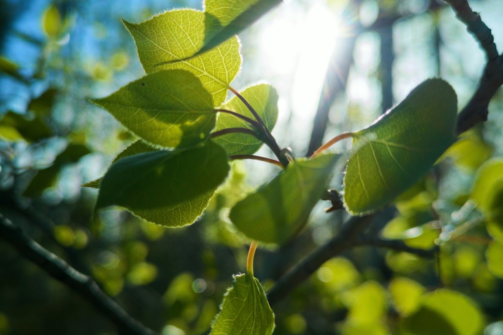 Тополь и липа
