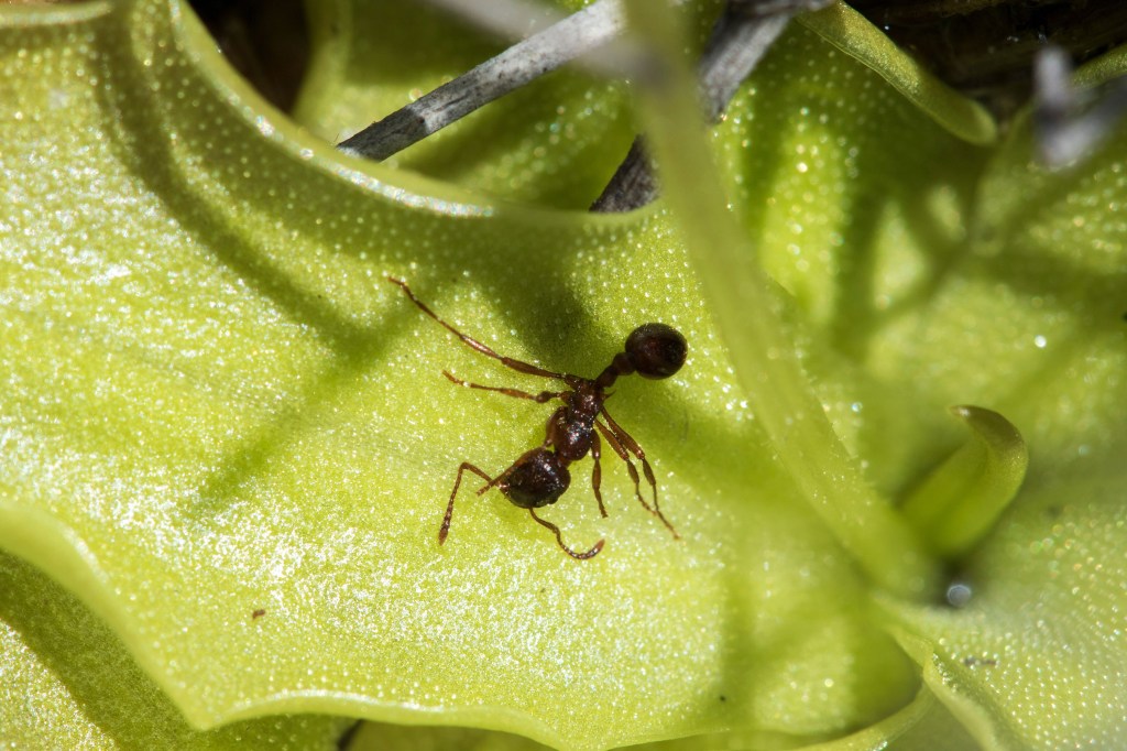 Внимание: на охоту вышли&nbsp;цветы!