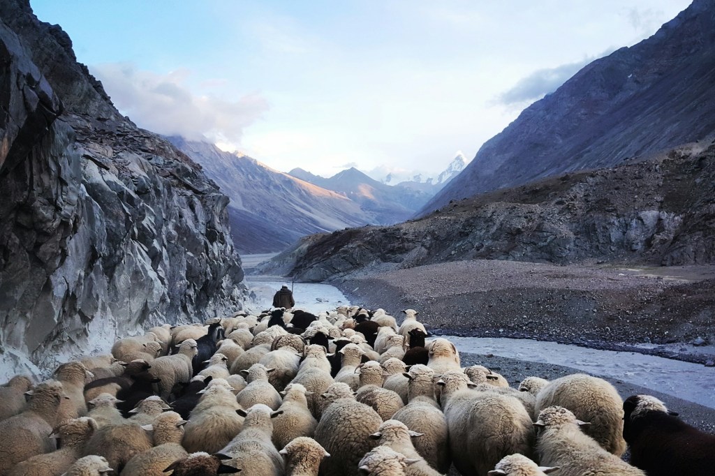 Малое стадо