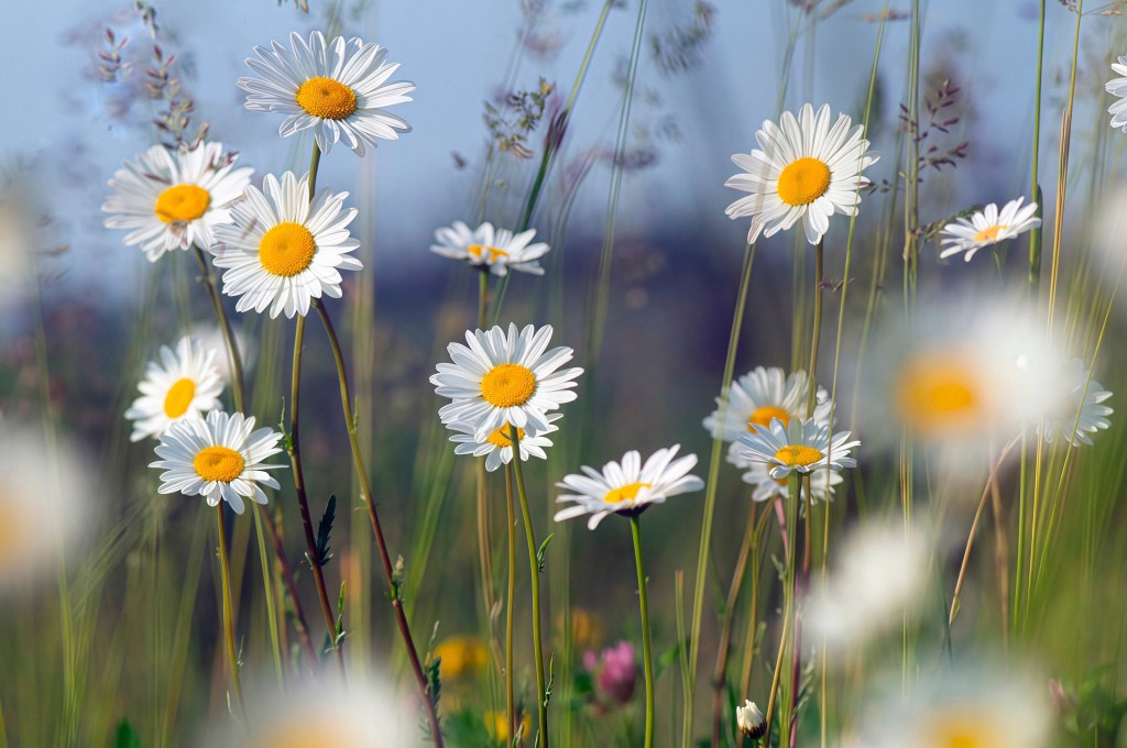 Поэзия – Часть 98